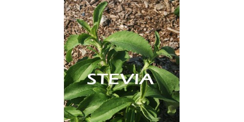 STÉVIA BIO (Stevia rebaudiana)